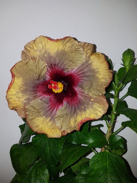 Dark Continent - SEMINTE HIBISCUS