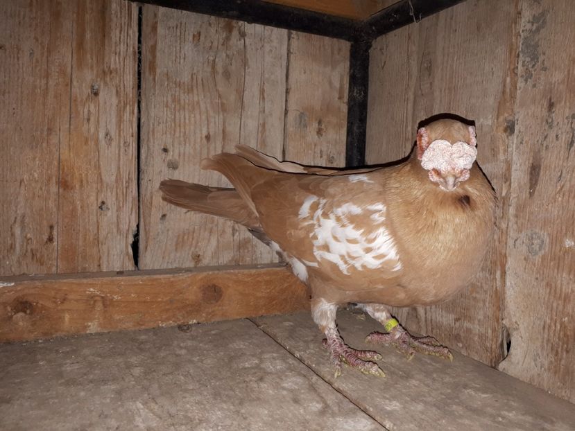  - I _ carunculați 2019