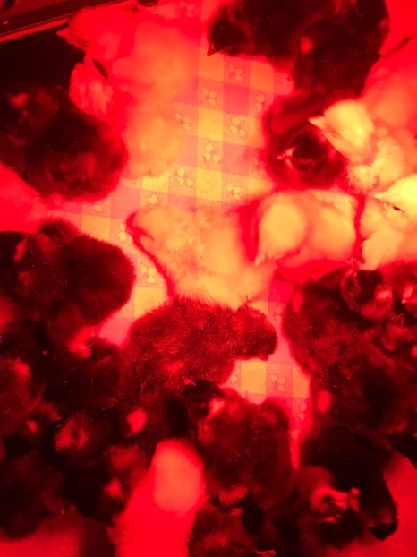 Primi pui plymouth si susex 25 -02 - Tineret 2019