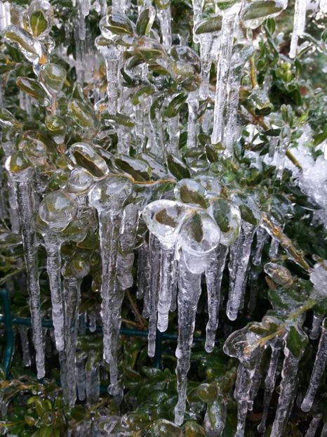  - Zăpada februarie 2019