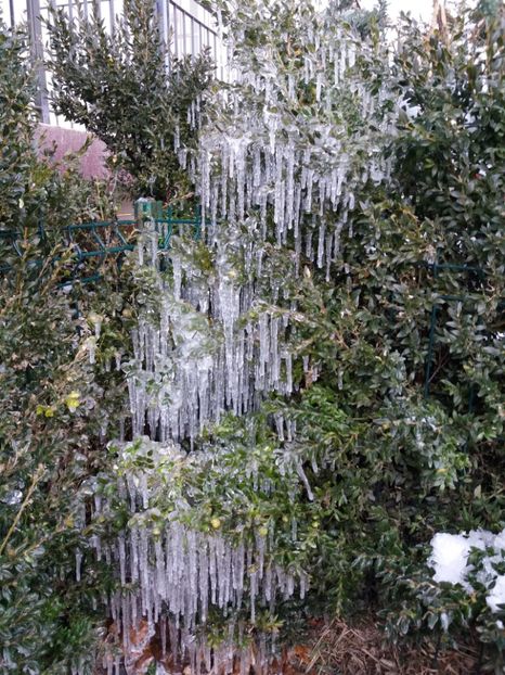  - Zăpada februarie 2019