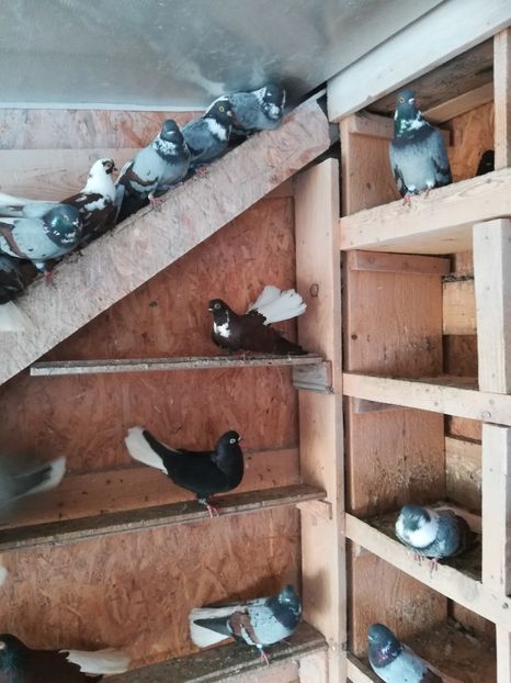  - De vânzare tot lotul vargati!