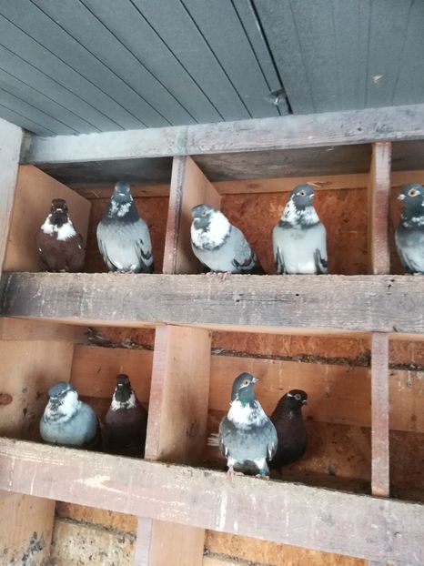  - De vânzare tot lotul vargati!