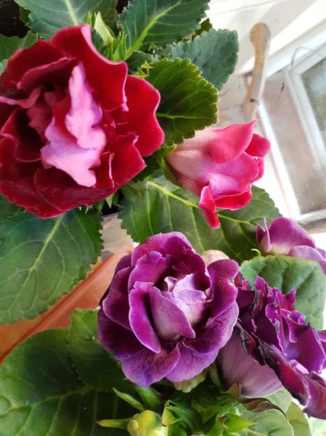 thumbnail (24) - GLOXINIA 2019