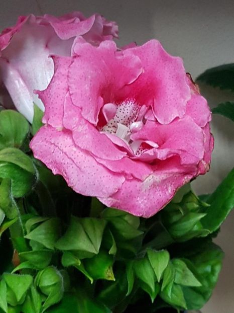thumbnail (32) - GLOXINIA 2019