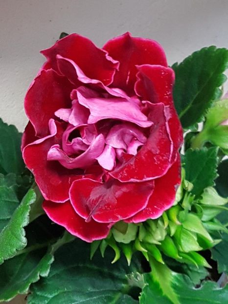 thumbnail (41) - GLOXINIA 2019