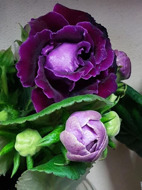 thumbnail (45) - GLOXINIA 2019