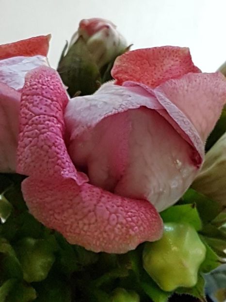 thumbnail (48) - GLOXINIA 2019