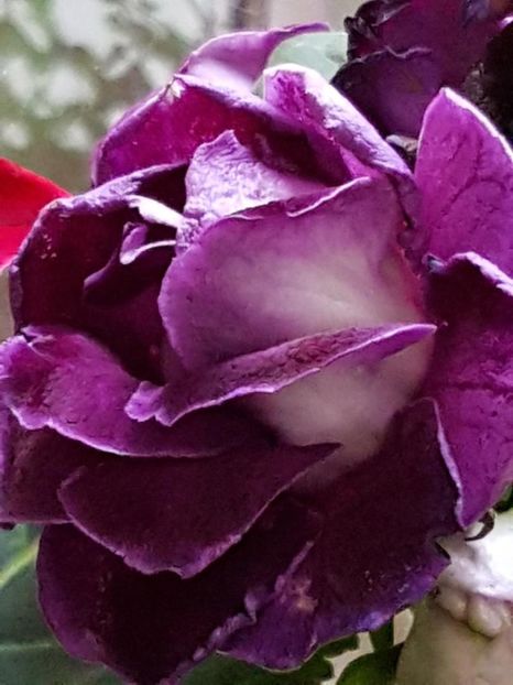 thumbnail (53) - GLOXINIA 2019