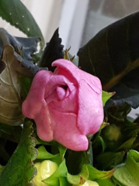 thumbnail (47) - GLOXINIA 2019