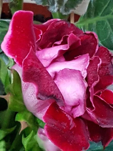 thumbnail (55) - GLOXINIA 2019