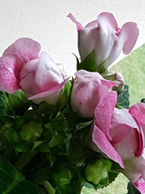 thumbnail (95) - GLOXINIA 2019