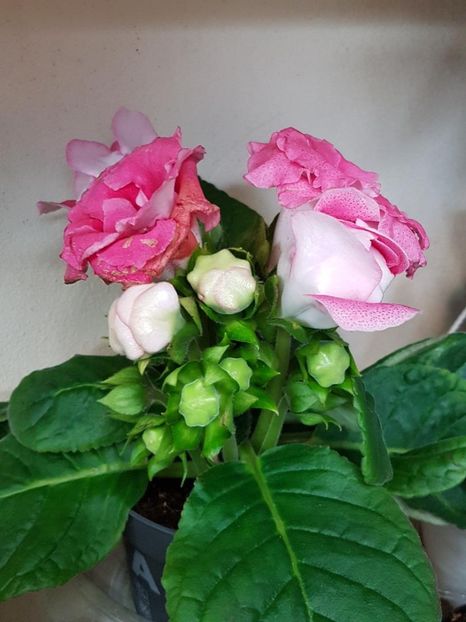 thumbnail (97) - GLOXINIA 2019