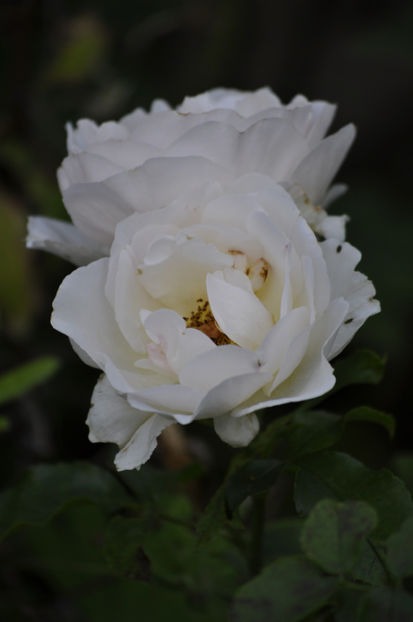 _DSC0313 - Jardin des Tuileries