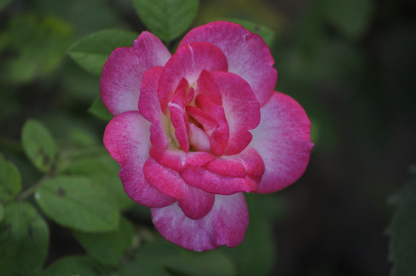 _DSC0403 - X Rose