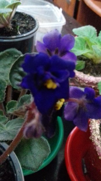  - 000 A ALE MELE VIOLETE