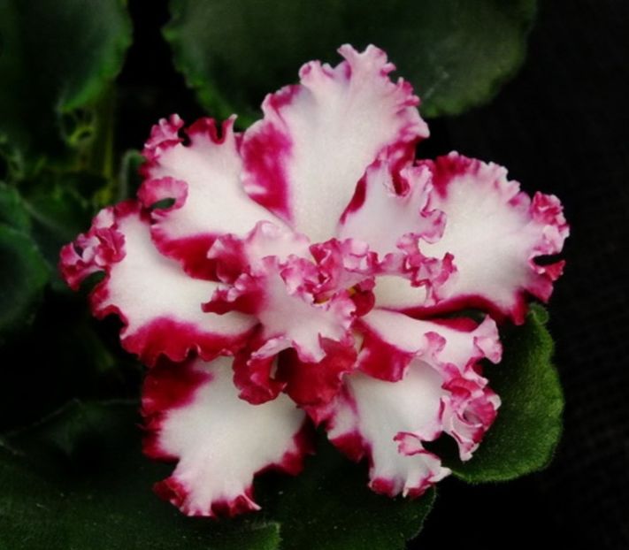 Poza net - LE Whipped Cream