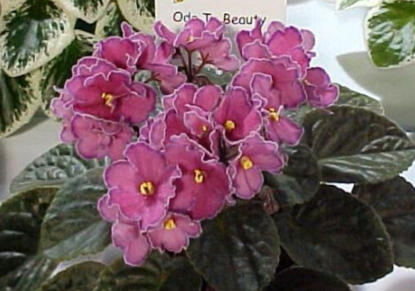 Poza net - Ode To Beauty