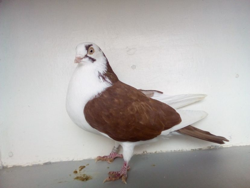  - PORUMBEI CARE MI AU APARTINUT