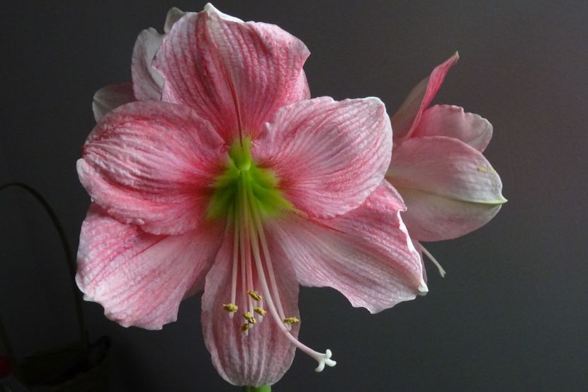 Sweet Pink - AMARYLLIS - Crinul de camera