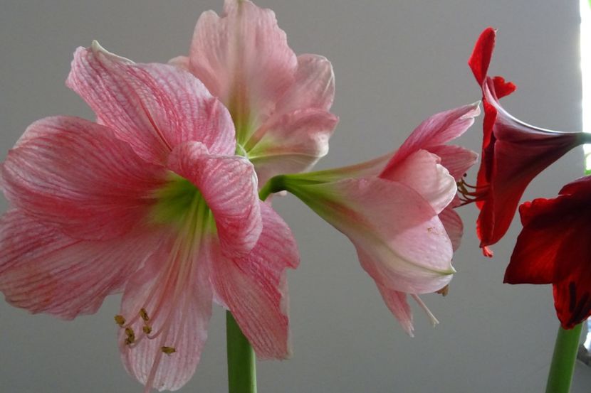  - AMARYLLIS - Crinul de camera