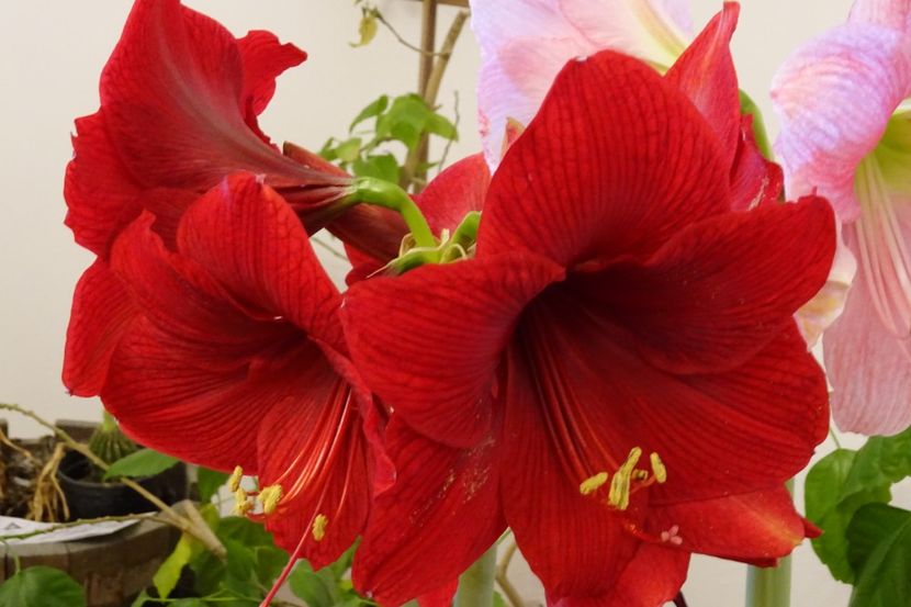  - AMARYLLIS - Crinul de camera