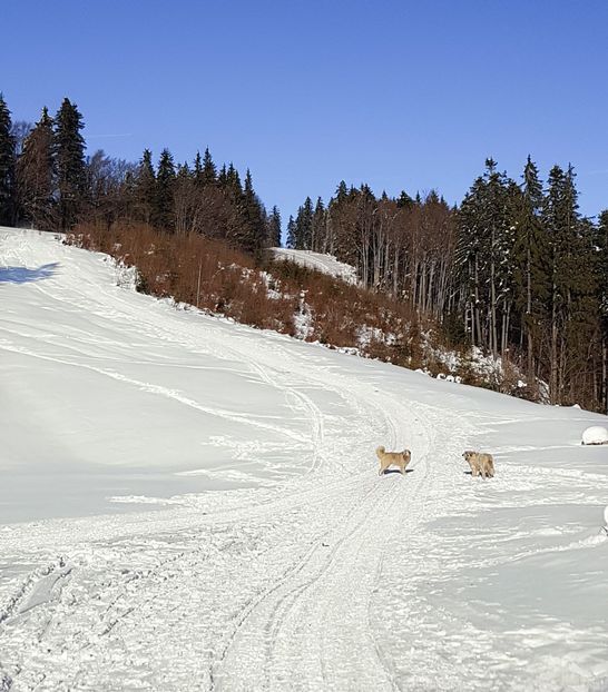  - 07 - Clăbucet-Gârbova-ian 2019