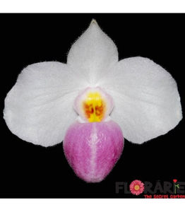 orhidee-paphiopedilum-delenatii - Paphiopedilum