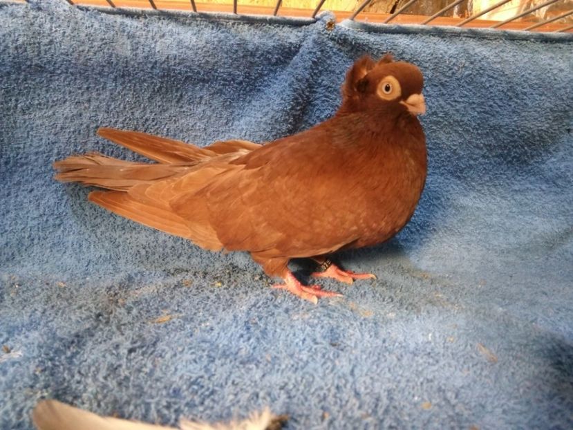 10732-16M - JUCATORI SCURTI DE BRAILA