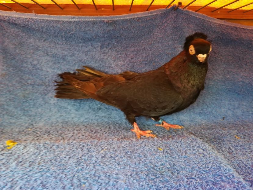 A1317-18F - JUCATORI SCURTI DE BRAILA