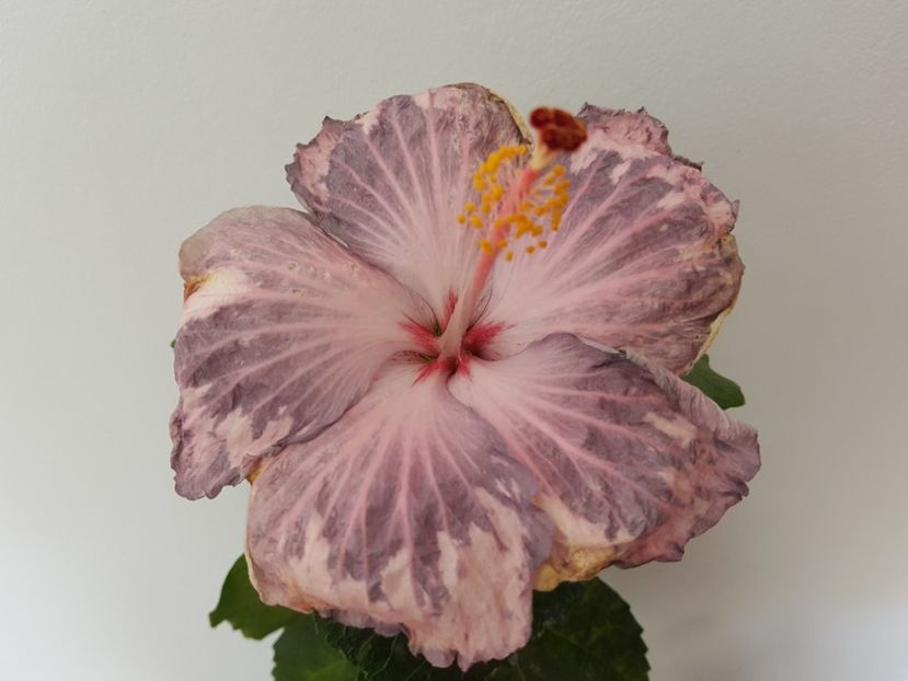  - Hibiscus Snow in the Mountain