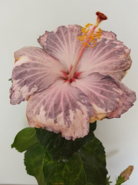  - Hibiscus Snow in the Mountain