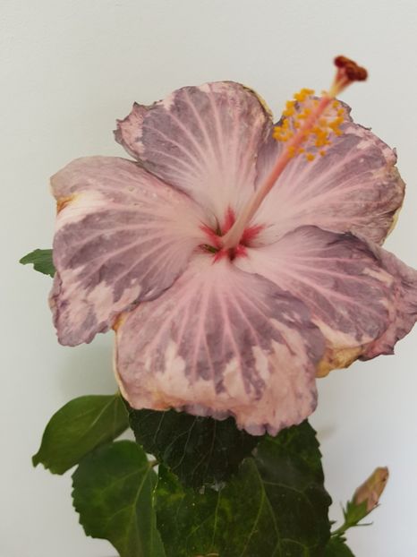  - Hibiscus Snow in the Mountain