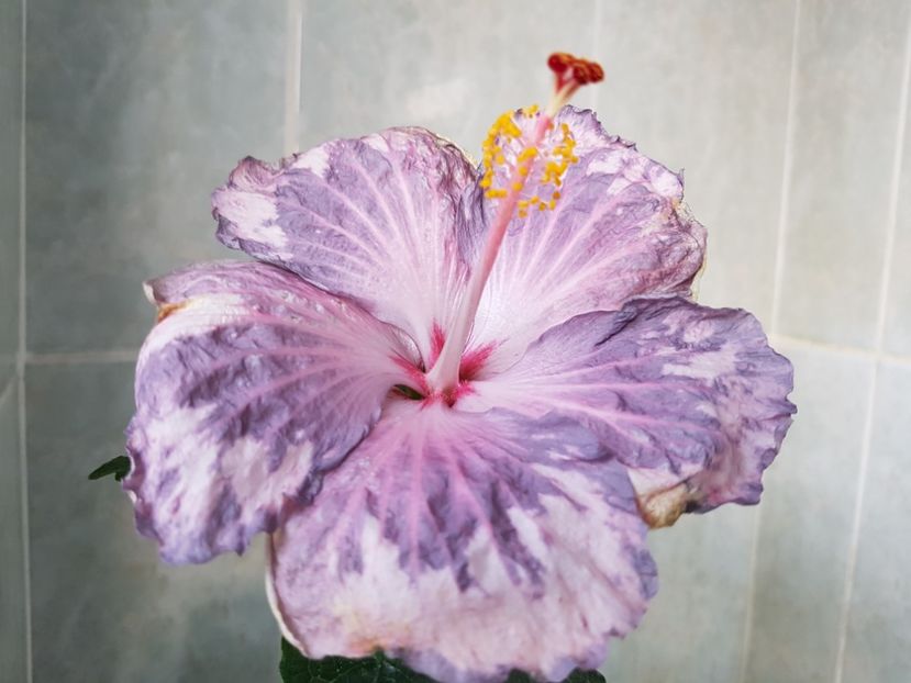  - Hibiscus Snow in the Mountain