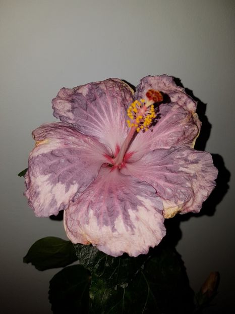  - Hibiscus Snow in the Mountain