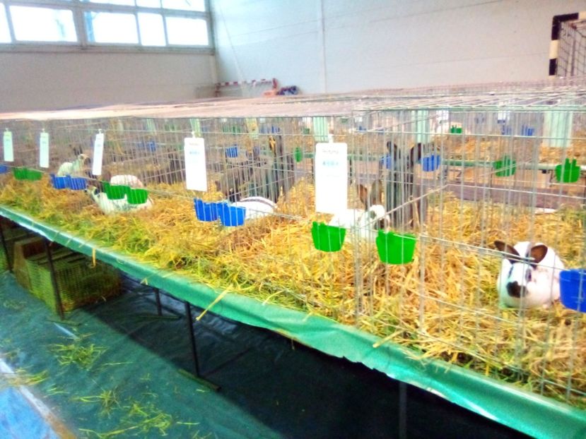  - 0 - REZ EXPO BRAȘOV FEB 2019