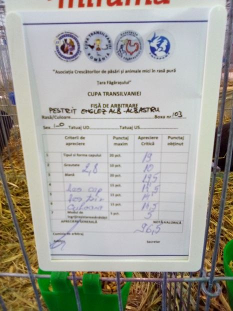  - 0 - REZ EXPO BRAȘOV FEB 2019