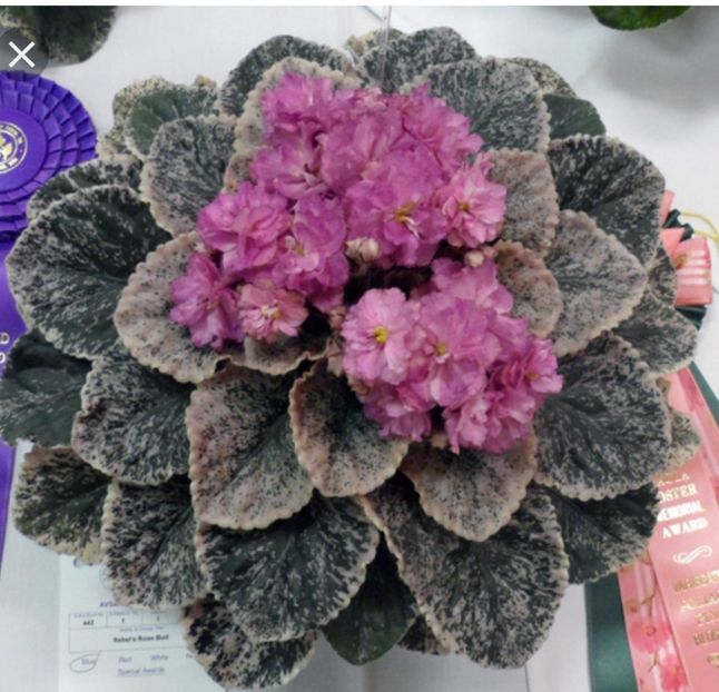 Poza net - Rebel s Rose Bud