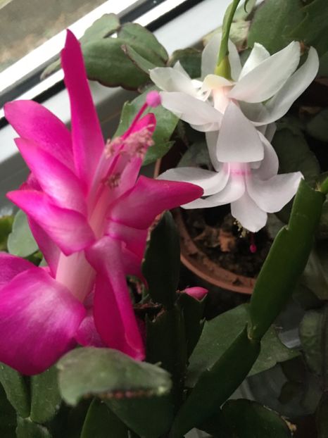 5DD3DC57-9B32-4F98-80A2-5AAC1651F815 - Februarie 2019