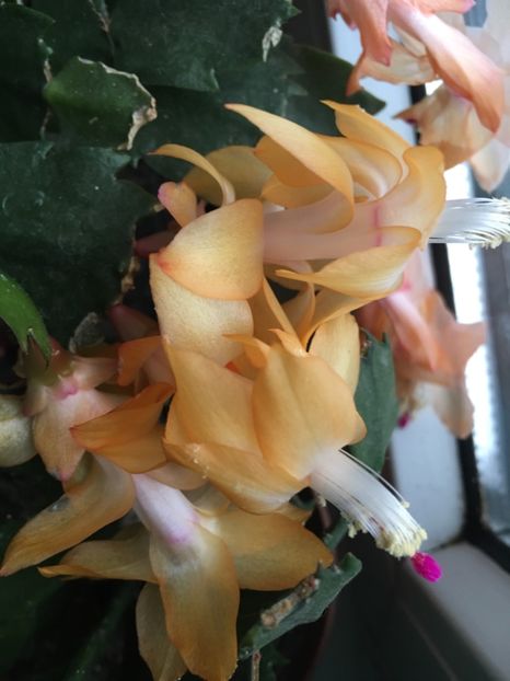 C3BFCC48-7943-4699-AD9E-3398A5CEDA7D - Februarie 2019