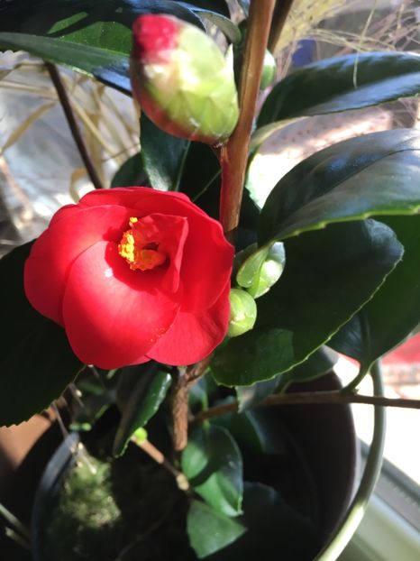 EBCA57CC-BB1D-4EF1-856D-630A98141EEF - Februarie 2019