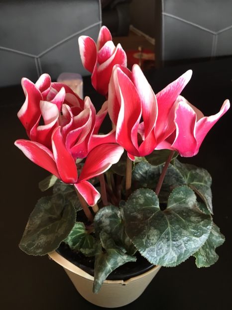 CB61F4C1-5F01-4CA7-9509-9F253C065183 - Februarie 2019