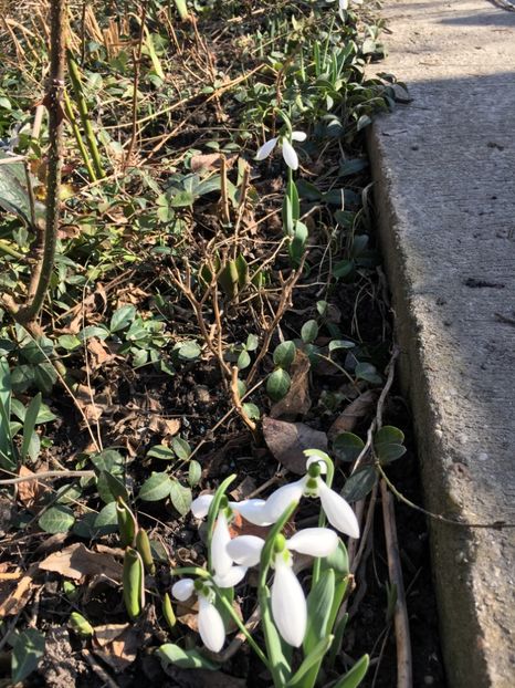 3D09D8D1-4E4E-4DFA-913E-05D4BFB865D2 - Februarie 2019