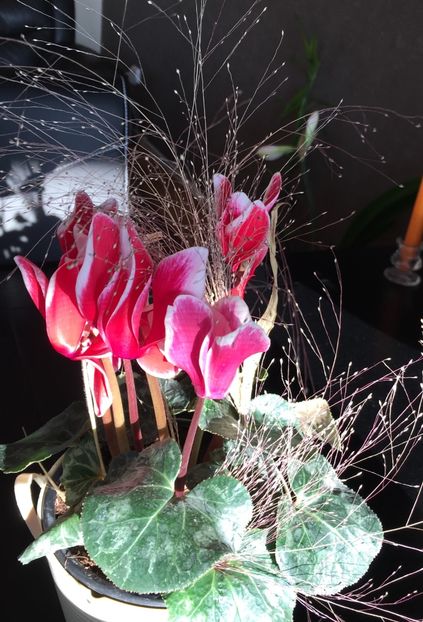 2C368553-1FA1-4E9F-960D-904EFC42A70C - Februarie 2019