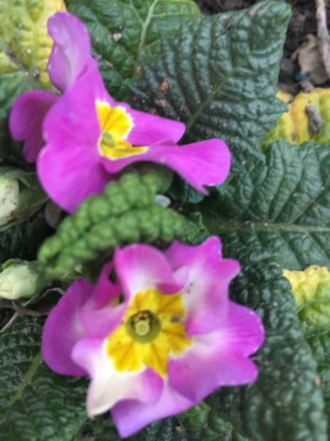 7EA46B2B-1B17-49D7-9250-12C18E8DCF41 - Februarie 2019