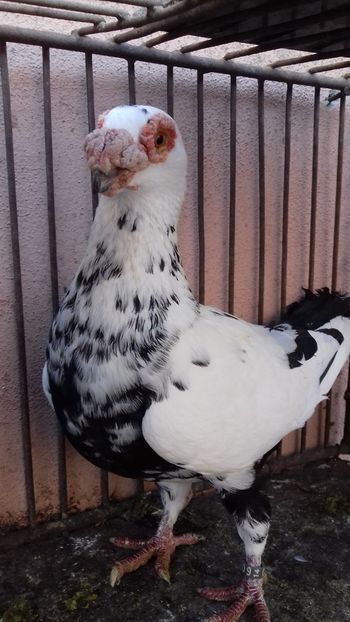 F2014 - Femele2019
