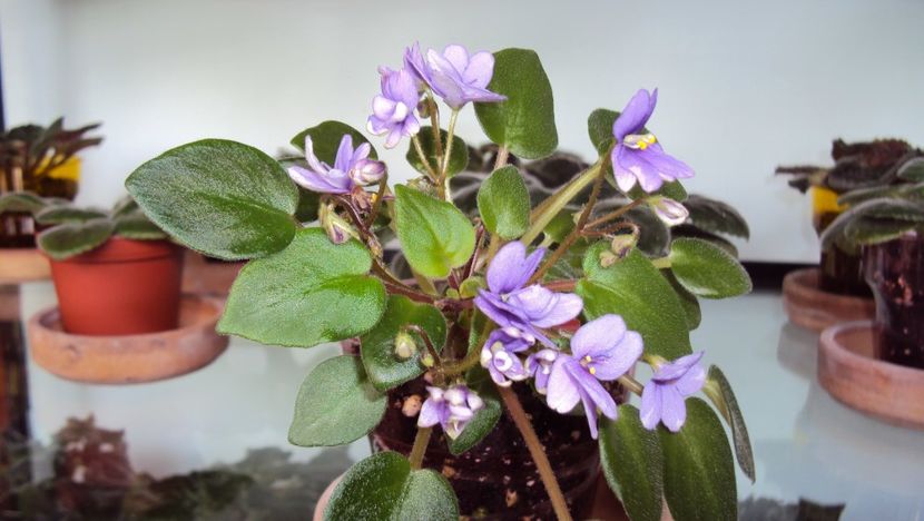  - Rob s HumptyDoo sport