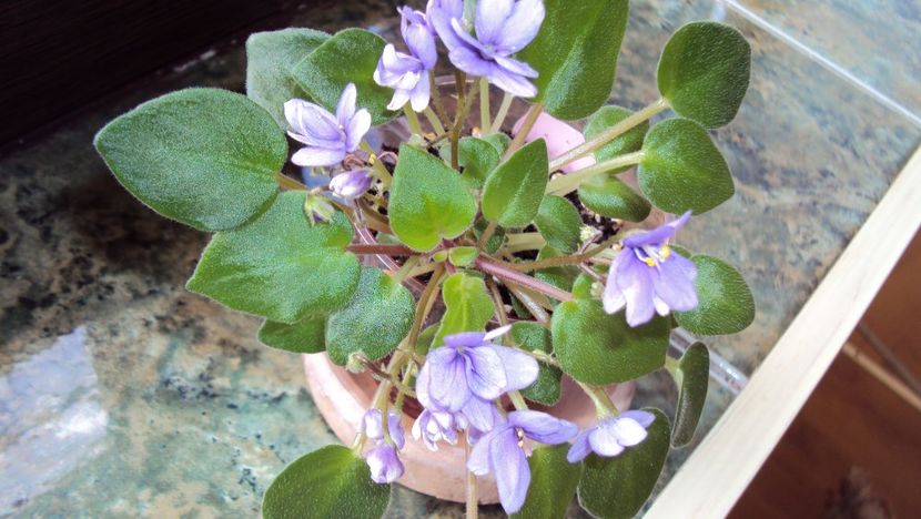  - Rob s HumptyDoo sport