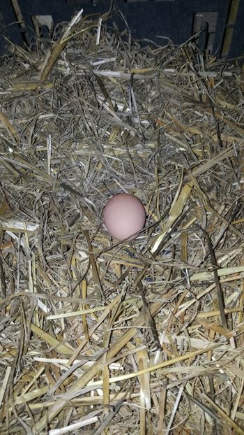 primul ou din sezon - Matca 2019