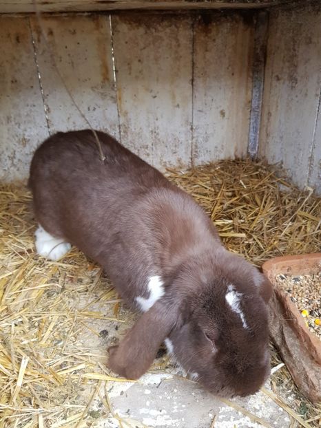  - Mascul BG Havana Mantulat